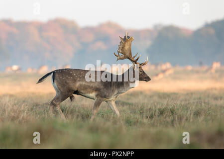 Fallow Deer, Dama dama, buck with antlers walking on the grass at the Eremitagesletten in Dyrehave, Denmark. Stock Photo