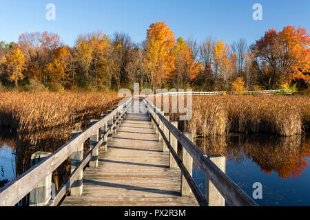 Boardwalk on Mer Bleue bog trail in autumn with trees in vibrant red and golden colors, Ottawa, Canada Stock Photo