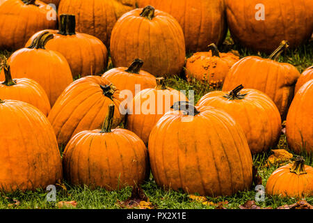 Pumpkins   Granby, Connecticut, USA Stock Photo