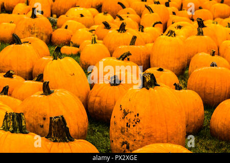 Pumpkins   Granby, Connecticut, USA Stock Photo