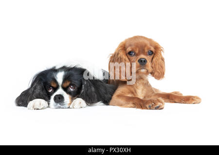 Two beautiful spaniels isolated on white background Stock Photo