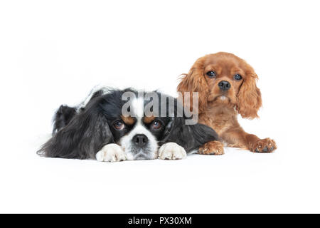 Two beautiful spaniels isolated on white background Stock Photo
