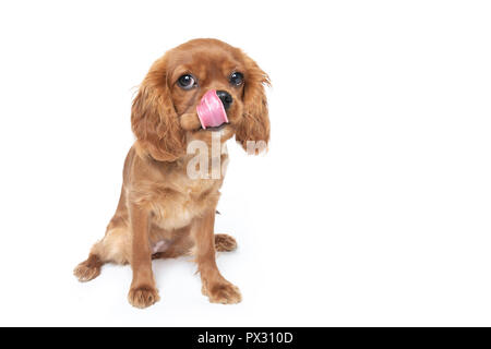 Cute dog licking nose isolated on white background Stock Photo