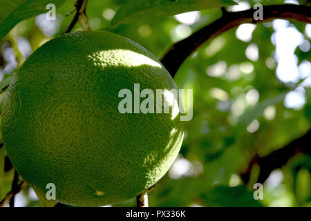 Grapefruit Close Up Fruit Tree Sunny Day Stock Photo