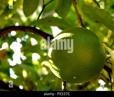Grapefruit Close Up Fruit Tree Sunny Day Stock Photo