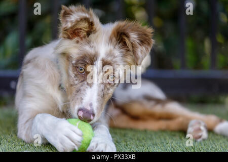 Red Merle Australian Shepherd Puppy playing with tennis ball.