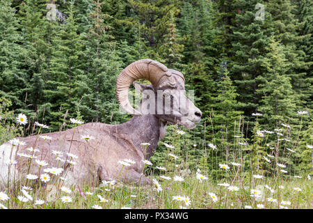 Big proudly looking Bighorn Sheep Ram resting in the flowers with green forest on the background, July, Jasper National Park, Alberta, Canada Stock Photo