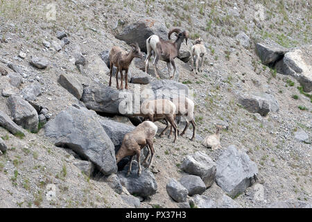 Small herd of Bighorn Sheep, family looking as seen in July in Jasper National Park, Alberta, Canada Stock Photo