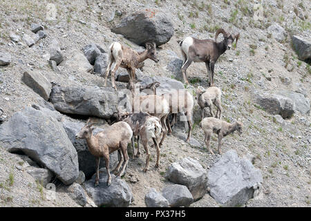 Small herd of Bighorn Sheep, family looking as seen in July in Jasper National Park, Alberta, Canada Stock Photo