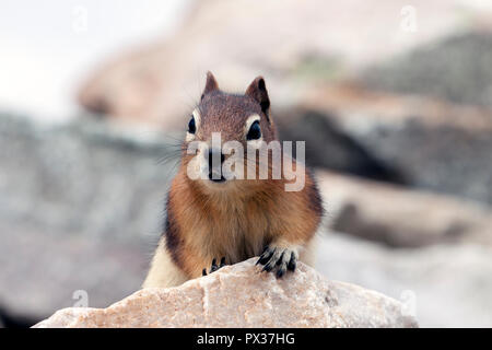 Cute looking Golden-Mantled Ground Squirrel sitting on the rock in summer in Jasper National Park, Alberta, Canada Stock Photo