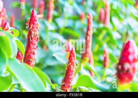 This world is beautiful because it has  flowers. Nature is wonderful, creativity is born of many things on earth, Phlai, bright red Green leaf insert Stock Photo
