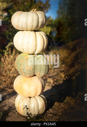 Stack of pumpkins in a field or farm Stock Photo