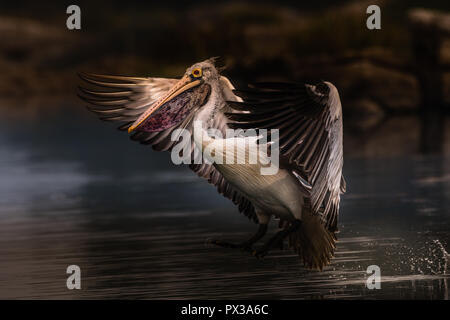 This image of Pelican bird is taken at Mysore in India. Stock Photo