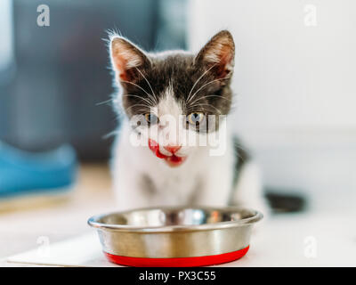 Hungry Cute Baby Cat Eating Stock Photo