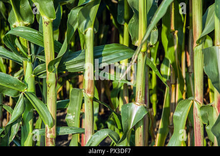 Close-up on green stems and corn leaves - background