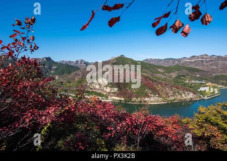Weifang, Weifang, China. 19th Oct, 2018. Weifang, CHINA-Leaves turn red and yellow during autumn in Weifang, east China's Shandong Province. Credit: SIPA Asia/ZUMA Wire/Alamy Live News Stock Photo