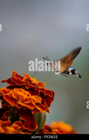 Malomirovo 19th Bulgaria 18th October 2018; Warm day with blue clear skies Humingbird Hawk moth , Honey Bees and people enjoy the fine weather in the mountains.  Clifford Norton Alamy Live News. Stock Photo
