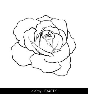 Rose sketch on white background Stock Vector