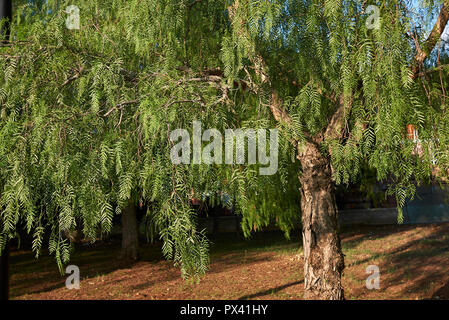 Schinus molle tree Stock Photo