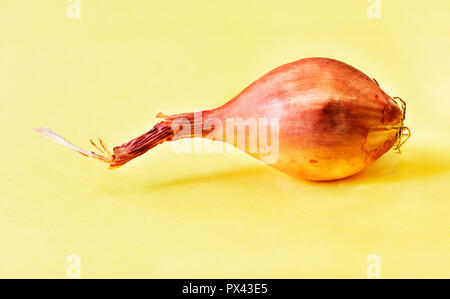 One  unpeeled bulb of shallot  on a yellow background ,a small bulb copper color ,vibrant colors , studio shot ,front view , Stock Photo