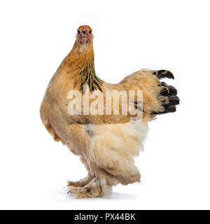 Young Brahma chicken standing side ways and head turned to camera, isolated on white background Stock Photo