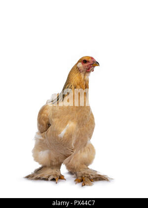 Young Brahma chicken walking /standing front views, isolated on white background Stock Photo