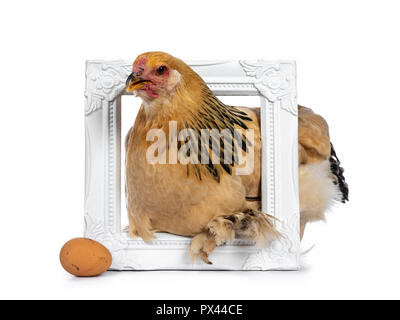 Young Brahma chicken sitting in white photo frame with brown egg, isolated on white background Stock Photo