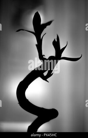 Silhouette of a curving plant with elegant leaves against a soft light background creating a tranquil scene. Stock Photo