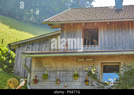 curious little dog on the roof of a woodhouse in the mountains Stock Photo