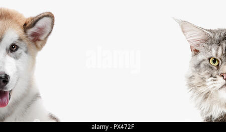 The funny image of a dog and cat looking at the camera isolated on white Stock Photo