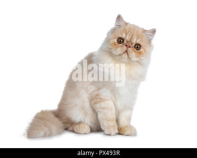 Sweet cream smoke Persian cat kitten sitting side ways with tail curled around body looking straight at camera with big round brown eyes. Isolated on Stock Photo