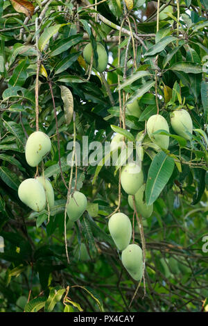 Green mangoes ( Mangifera indica) hanging on a tree. Cai Be. Vietnam. Stock Photo