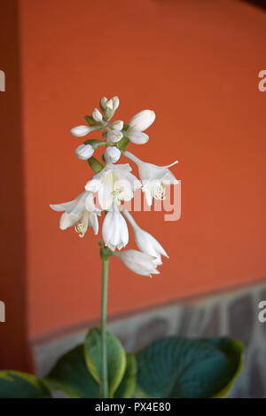 Hosta white flowers Stock Photo