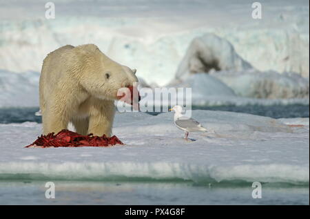 Polar bear (Ursus maritimus) eating the carcass of a captured seal in the snow, with outstretched tongue, Svalbard Stock Photo