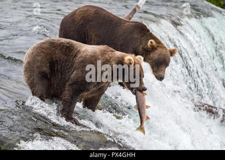 Two Brown bears (Ursus Arctos) fishing salmon, Brooks Falls, Brooks River, Katmai National Park, Alaska, USA Stock Photo