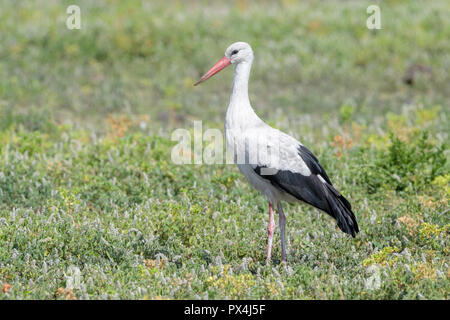 White Stork (Ciconia ciconia) standing on savanna, Ngorongoro conservation area, Tanzania. Stock Photo