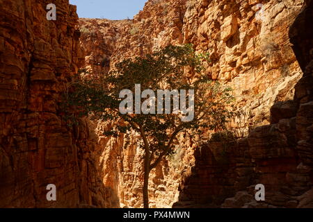 Baum in einer Schlucht, OliveTrail, Naukluft Gebirge, Namib-Naukluft Park, Namibia, Afrika / Namib-Naukluft National Park Stock Photo