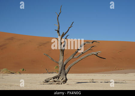 Abgestorbene Kameldornbäume, Dead Vlei, Sossusvlei, Namibia, Afrika Stock Photo