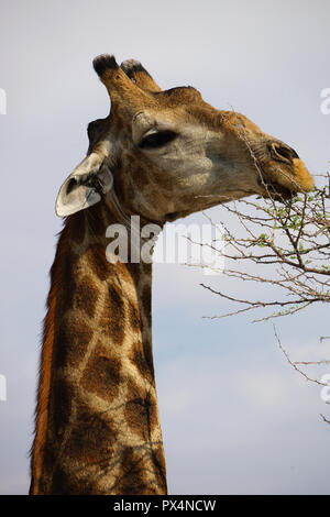 Giraffe frisst Blätter einer Akazie, Etosha Nationalpark, Republik ...