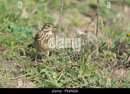 Meadow pipit (Anthus pratensis) foraging on a grassy bank in autumn Stock Photo