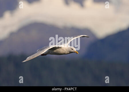 Adult Glaucous-winged Gull in flight at Seward Alaska Stock Photo