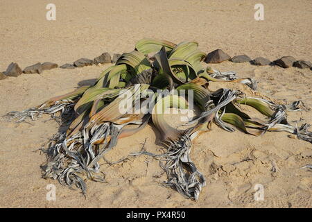 Welwitschie, Welwitschia-Route,  Namib Naukluft Park, Namibische Wueste, Namibia Stock Photo