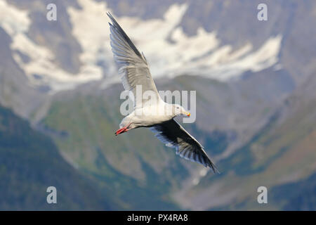 Adult Glaucous-winged Gull in flight at Seward Alaska Stock Photo