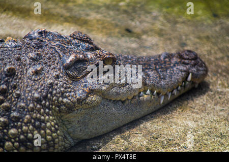 Chiang Mai, Thailand - July 1, 2018 :  At Chiang Mai Zoo,  crocodile resting on the ground Close-up. Stock Photo