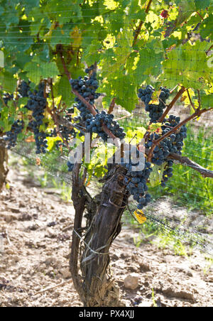 Purple grapes growing on grapevines in a vineyard in the Niagara Peninsula, Ontario Canada. Stock Photo