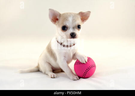 I Love Tennis! - Cute short-haired white color miniature Chihuahua puppy with tennis ball Stock Photo