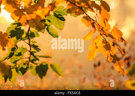 arch of autumn leaves in the pleasant rays of the sun , seasonal changes Stock Photo