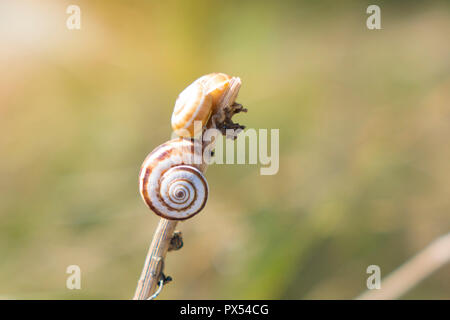Snail crawling on the stem of a plant. Nature and fauna of the coasts in the Mediterranean. Selective focus on a plant with a dried snail shell. Stock Photo