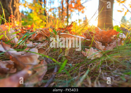 mushroom among the grass in the autumn forest at sunset , seasonal changes Stock Photo