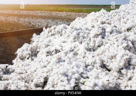 Cotton harvest from field Stock Photo